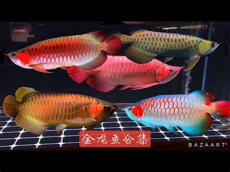 紅龍魚等級|【紅龍魚等級】錯過後悔三生三世！紅龍魚等級榜單，挑錯品種讓。